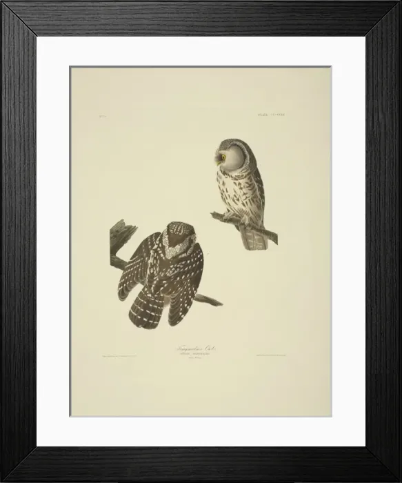 Framed Print : Aegolius funereus, Tengmalms owl Framed Print : Aegolius funereus, Tengmalms owl