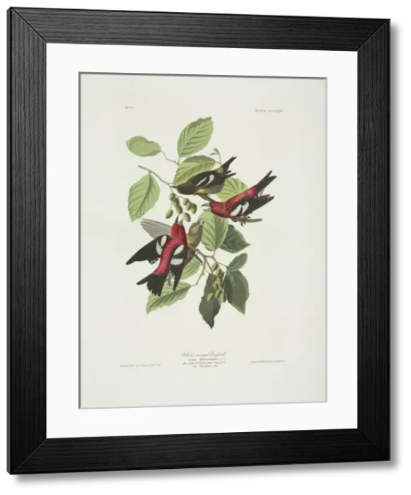 Framed Print : Loxia leucoptera, white-winged crossbill Framed Print : Loxia leucoptera, white-winged crossbill