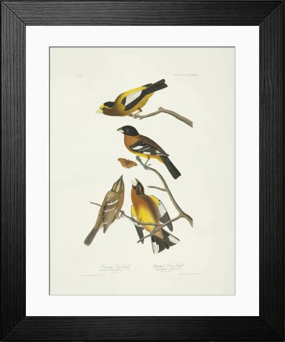 Framed Print : Hesperiphona vespertina, Pheuticus melanocephalus Framed Print : Hesperiphona vespertina, Pheuticus melanocephalus