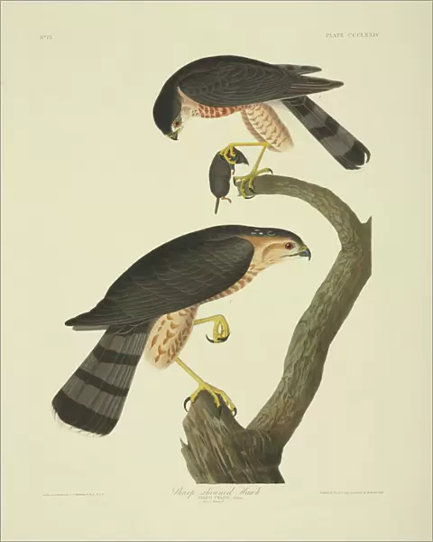 Accipiter striatus, sharp-shinned hawk