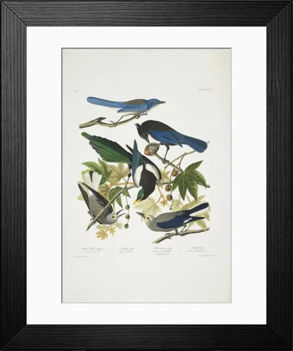 Framed Print : Pica nuttallii Cyanocitta stelleri Aphelocoma californica Nu Framed Print : Pica nuttallii Cyanocitta stelleri Aphelocoma californica Nu