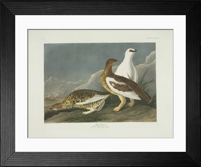 Framed Print : Lagopus muta, rock ptarmigan Framed Print : Lagopus muta, rock ptarmigan