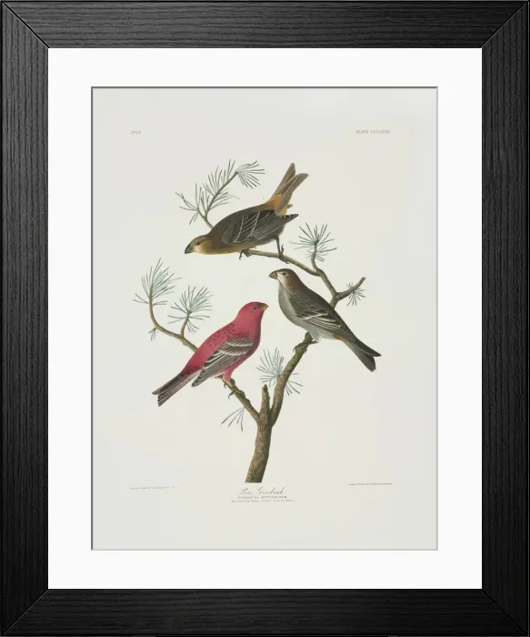Framed Print : Pinicola enucleator, pine grosbeak Framed Print : Pinicola enucleator, pine grosbeak