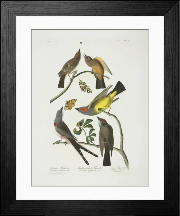 Framed Print : Tyrannus verticalis, Tyrannus forficatus, Sayornis saya Framed Print : Tyrannus verticalis, Tyrannus forficatus, Sayornis saya