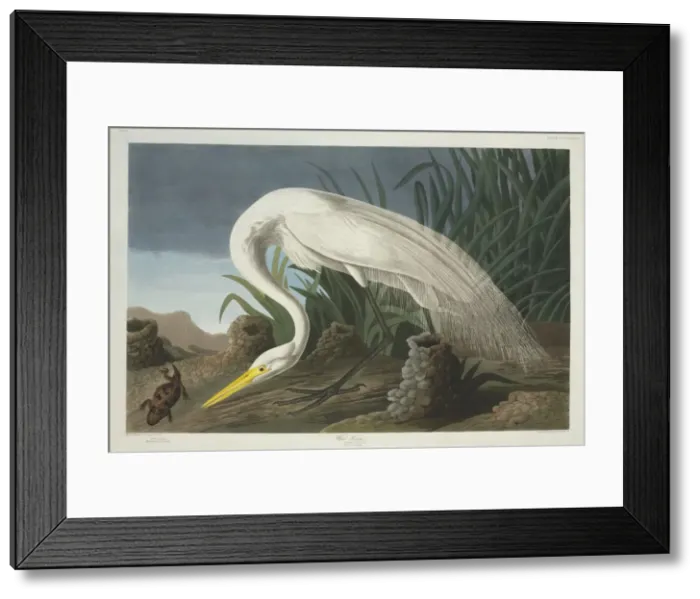 Framed Print : Ardea alba, great egret Framed Print : Ardea alba, great egret