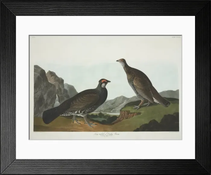 Framed Print : Dendragapus obscurus, blue grouse Framed Print : Dendragapus obscurus, blue grouse