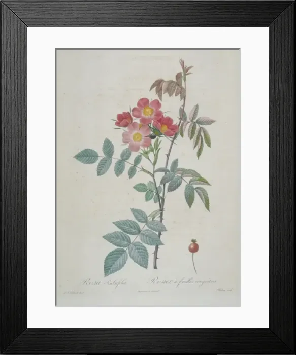 Framed Print : Rosa rubrifolia, red-leaved rose Framed Print : Rosa rubrifolia, red-leaved rose