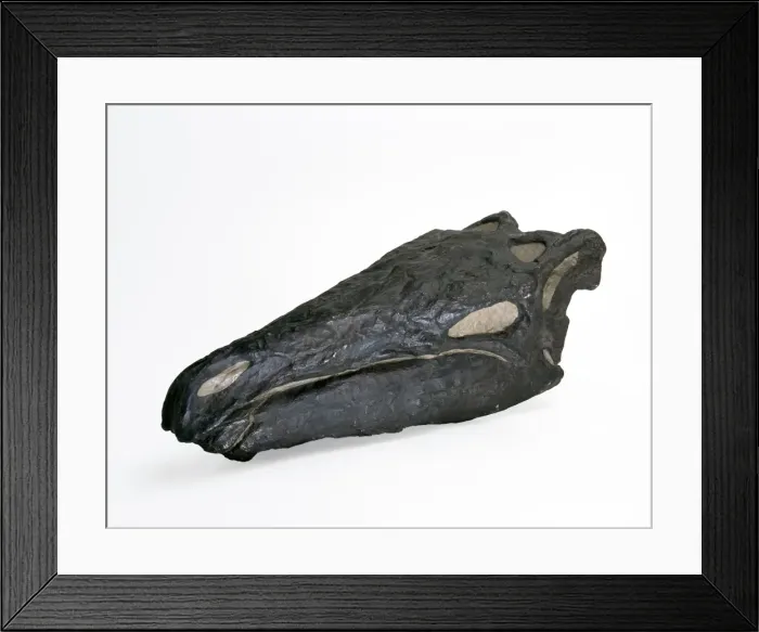 Framed Print : Stegosaurus skull