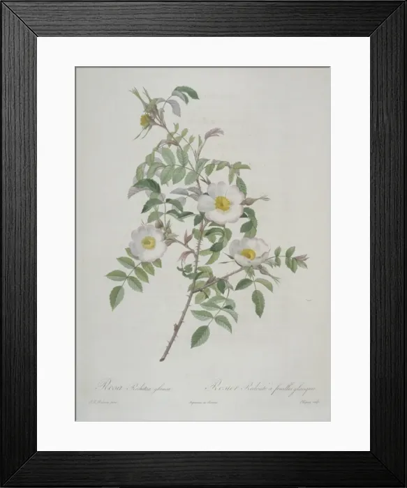 Framed Print : Rosa redutea glauca, red-leaved rose Framed Print : Rosa redutea glauca, red-leaved rose