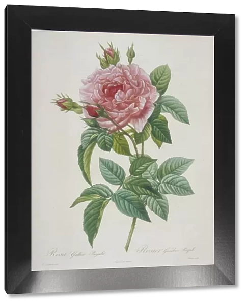 Rosa gallica regalis, Royal Highness provins rose