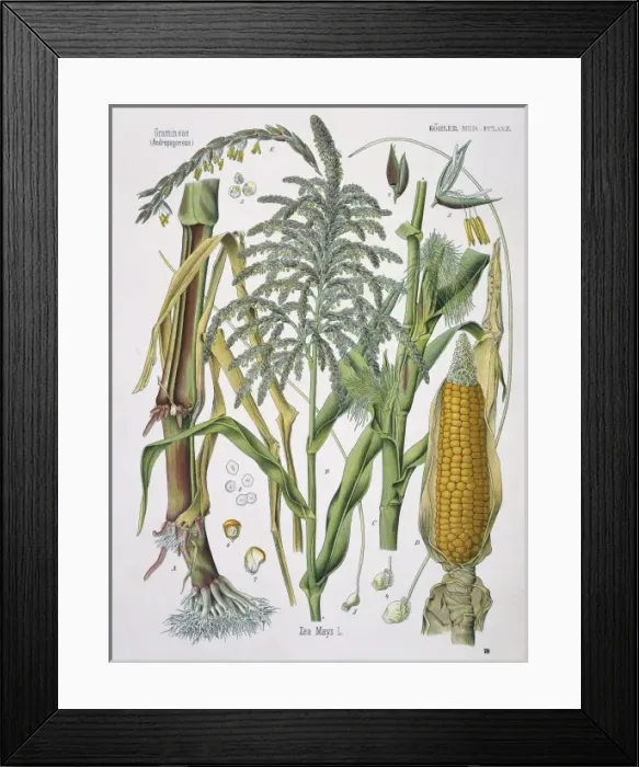 Framed Print : Zea mays, corn Framed Print : Zea mays, corn