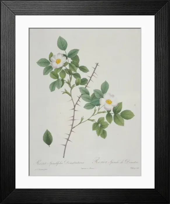 Framed Print : Rosa nivea, snow-white rose Framed Print : Rosa nivea, snow-white rose