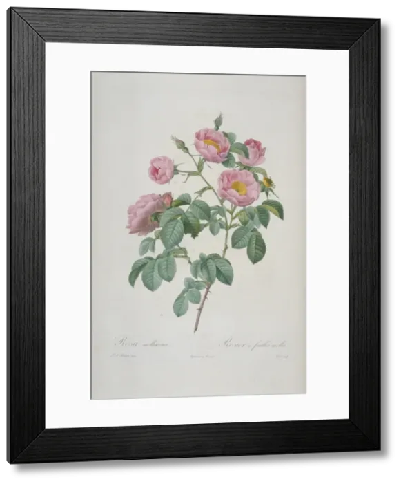 Framed Print : Rosa mollissima flore submultiplici, double soft-leaved rose Framed Print : Rosa mollissima flore submultiplici, double soft-leaved rose