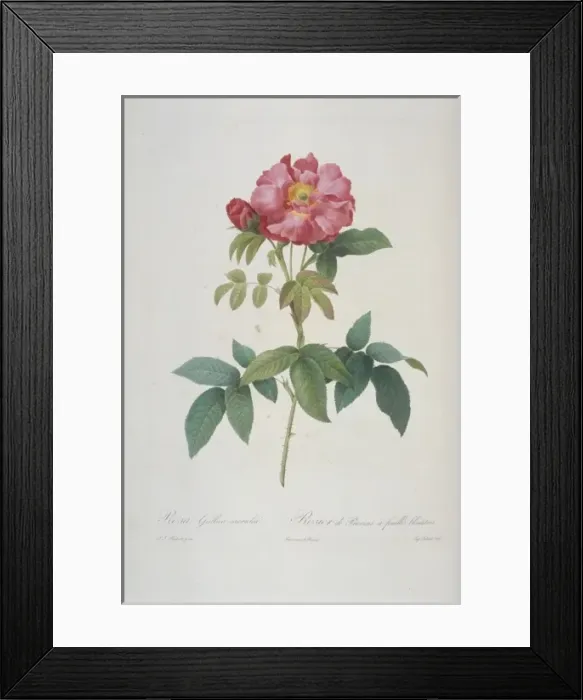 Framed Print : Rosa gallica caerulea, bluish-leaved provins rose Framed Print : Rosa gallica caerulea, bluish-leaved provins rose