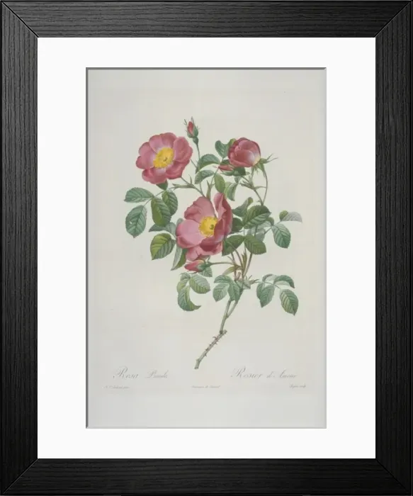 Framed Print : Rosa pumila, rose of love Framed Print : Rosa pumila, rose of love