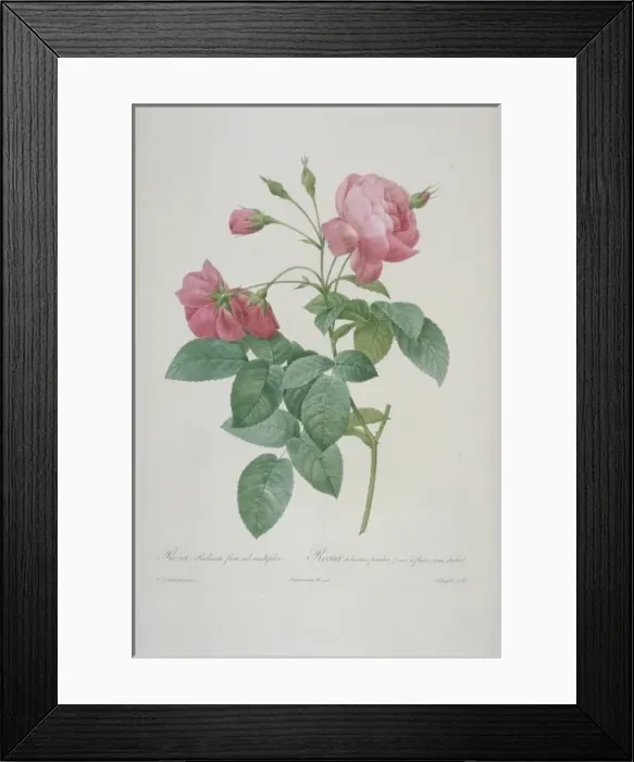 Framed Print : Rosa reclinata flore submultiplici, near double drop-bud ros Framed Print : Rosa reclinata flore submultiplici, near double drop-bud ros