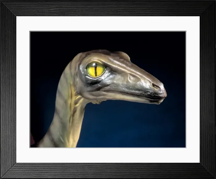 Framed Print : Troodon. Model of Troodon head, a small, fast runnng Framed Print : Troodon. Model of Troodon head, a small, fast runnng