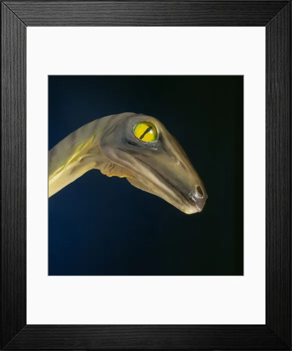 Framed Print : Troodon. Model of Troodon head, a small, fast runnng Framed Print : Troodon. Model of Troodon head, a small, fast runnng