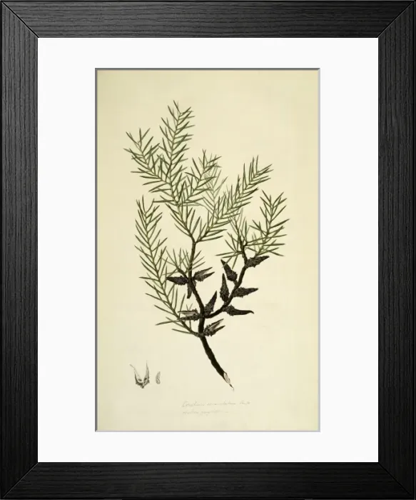 Framed Print : Hakea teretifolia, dagger hakea Framed Print : Hakea teretifolia, dagger hakea