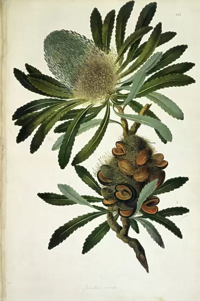 Banksia serrata, old man banksia