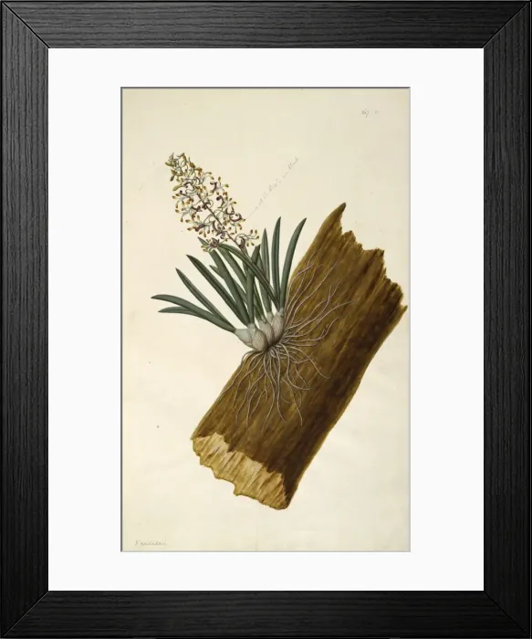 Framed Print : Dendrobium canaliculatum, teatree orchid Framed Print : Dendrobium canaliculatum, teatree orchid