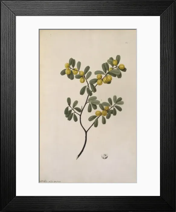 Framed Print : Petalostigma banksii, quinine bush Framed Print : Petalostigma banksii, quinine bush