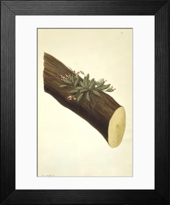 Framed Print : Dendrobium rigidum, orchid Framed Print : Dendrobium rigidum, orchid