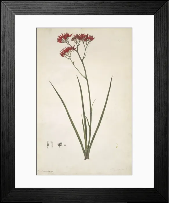 Framed Print : Haemodorum coccineum, scarlet bloodroot Framed Print : Haemodorum coccineum, scarlet bloodroot