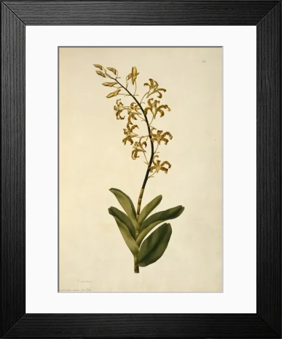 Framed Print : Dendrobium discolor, golden orchid Framed Print : Dendrobium discolor, golden orchid