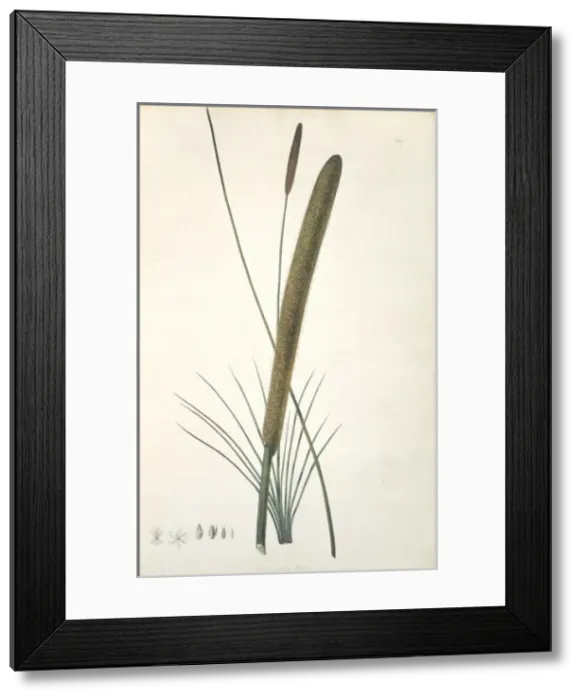 Framed Print : Xanthorrhoea resinosa, grass tree Framed Print : Xanthorrhoea resinosa, grass tree