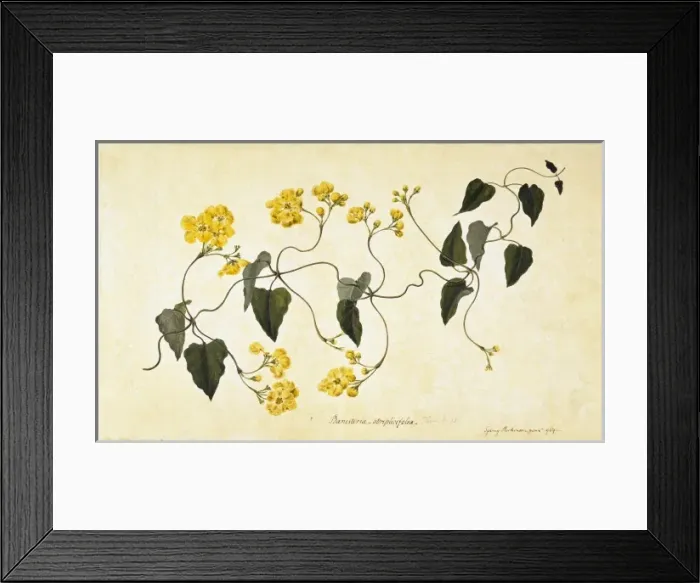 Framed Print : Stigmaphyllon auriculatum Framed Print : Stigmaphyllon auriculatum