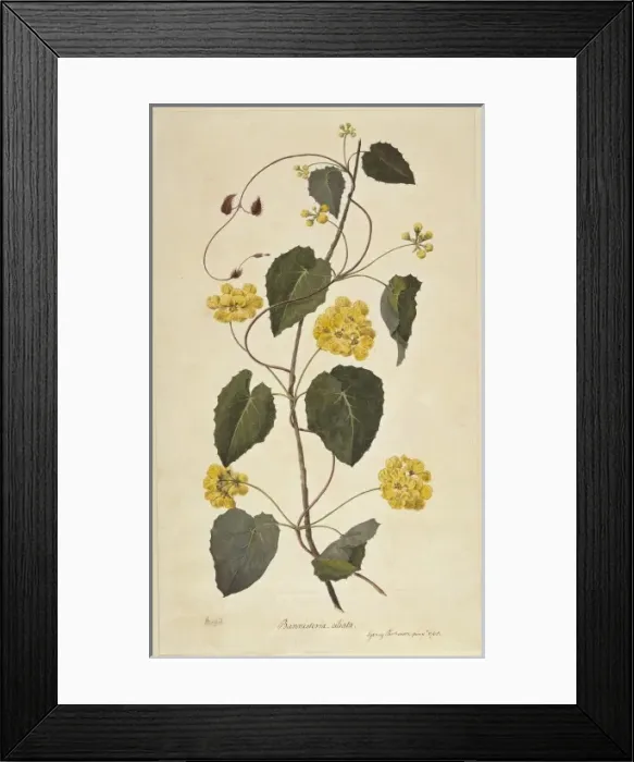 Framed Print : Stigmaphyllon ciliatum, orchid vine Framed Print : Stigmaphyllon ciliatum, orchid vine