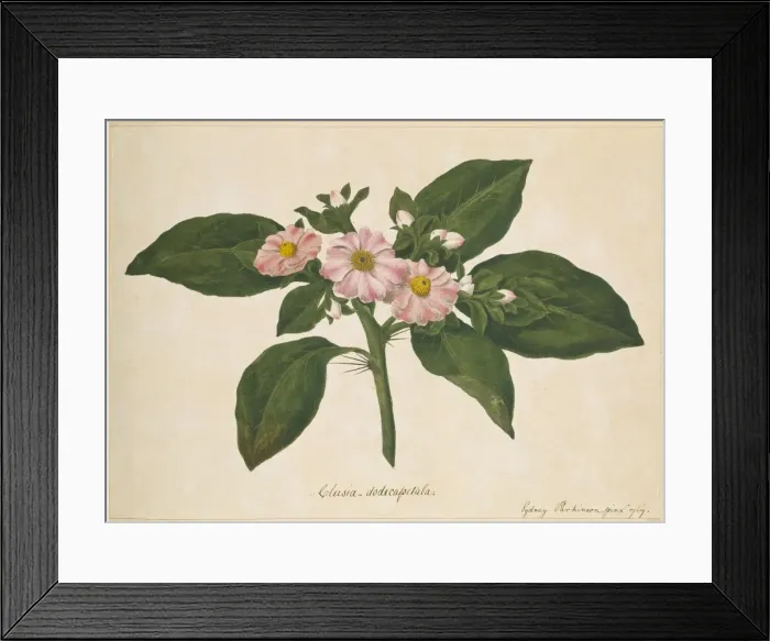 Framed Print : Pereskia grandifolia, rose cactus Framed Print : Pereskia grandifolia, rose cactus