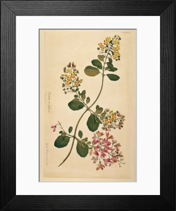 Framed Print : Tetrapterys phlomoides Framed Print : Tetrapterys phlomoides