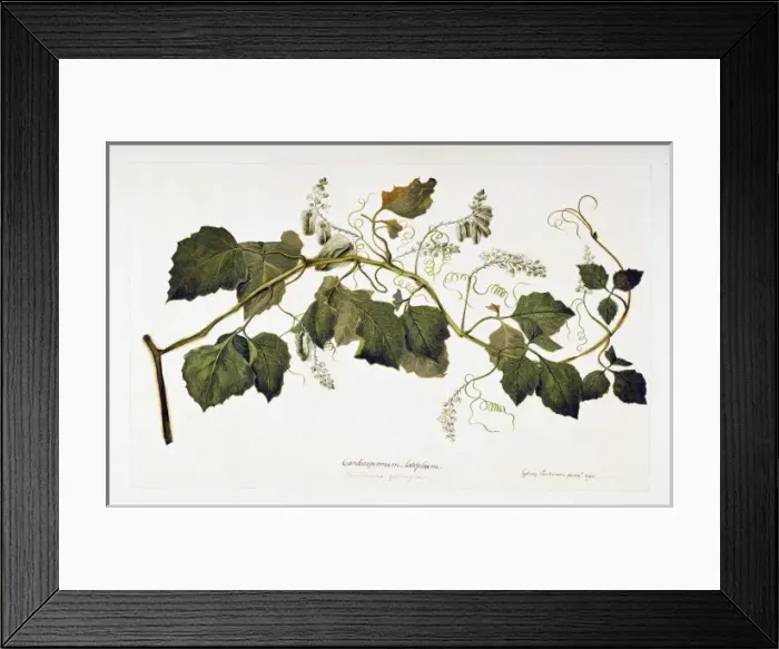 Framed Print : Serjania cuspidata Framed Print : Serjania cuspidata