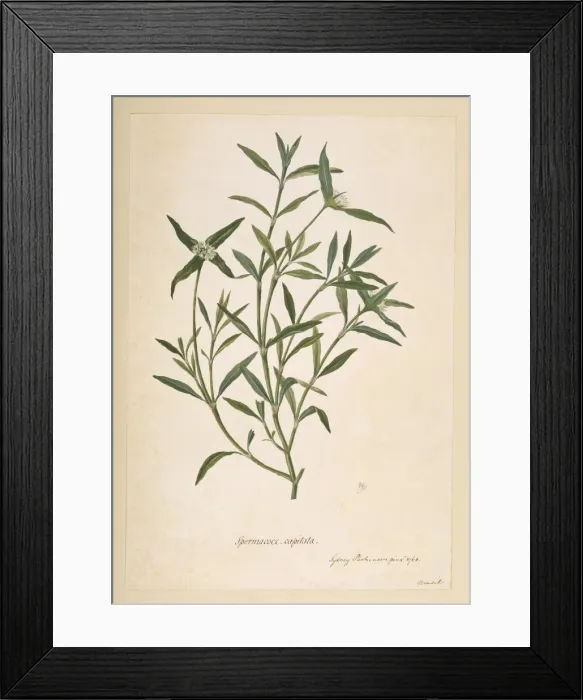 Framed Print : Borreria capitata Framed Print : Borreria capitata