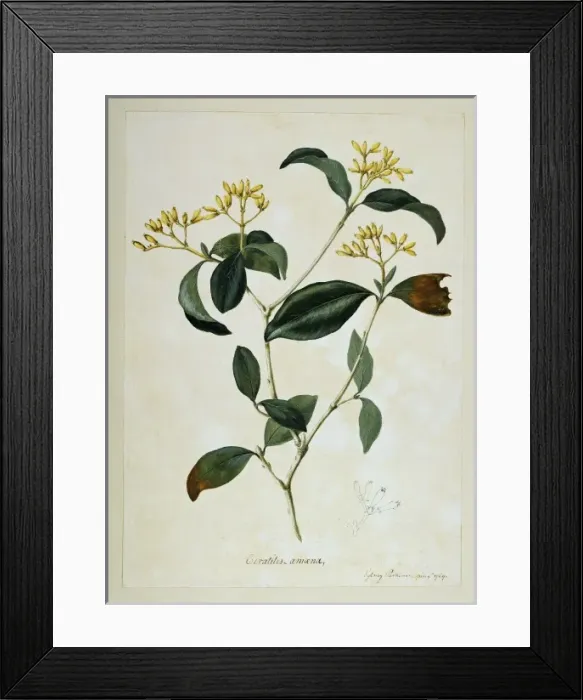 Framed Print : Rudgea eriantha Framed Print : Rudgea eriantha