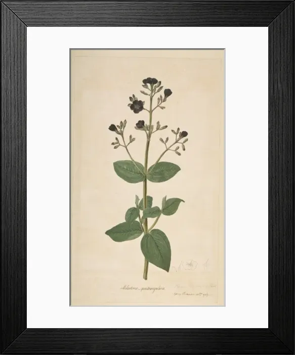 Framed Print : Tibouchina clavata, bears ear Framed Print : Tibouchina clavata, bears ear