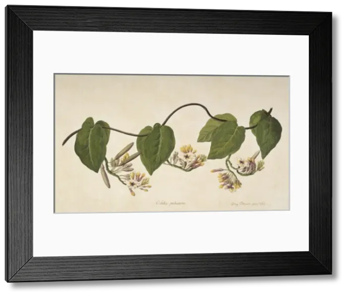 Framed Print : Temnadenia violacea Framed Print : Temnadenia violacea
