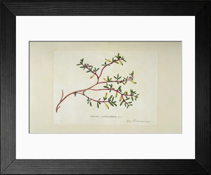 Framed Print : Sesuvium portulacastrum, sea purslane Framed Print : Sesuvium portulacastrum, sea purslane