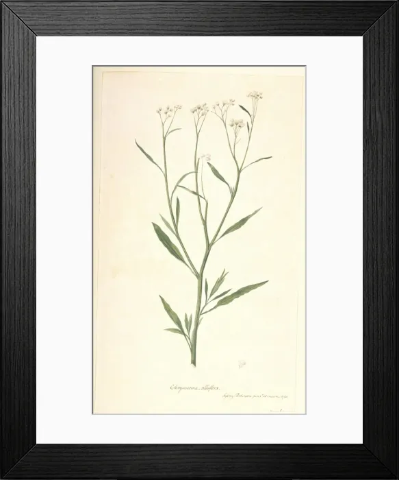 Framed Print : Baccharis pingraea Framed Print : Baccharis pingraea