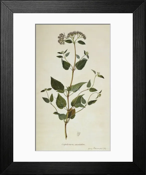 Framed Print : Barrosoa apiculata Framed Print : Barrosoa apiculata
