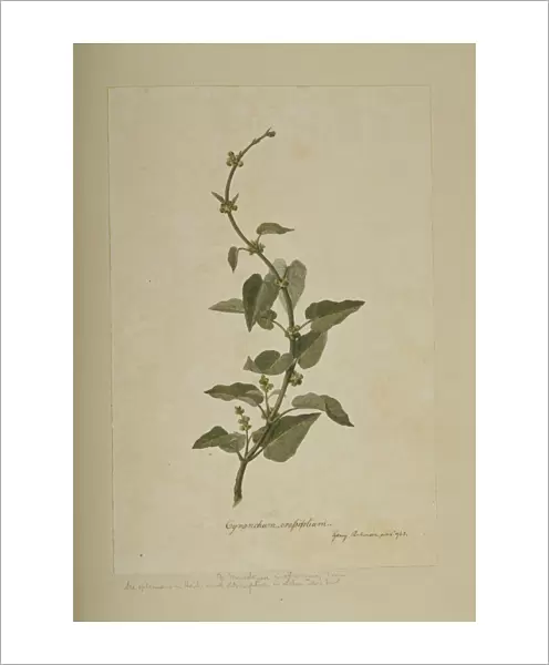 Marsdenia mollissima