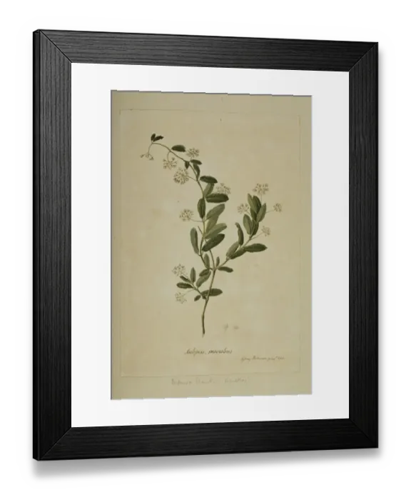 Framed Print : Ditassa banksii Framed Print : Ditassa banksii