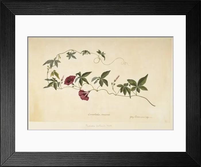 Framed Print : Ipomoea cairica, mile a minute vine Framed Print : Ipomoea cairica, mile a minute vine