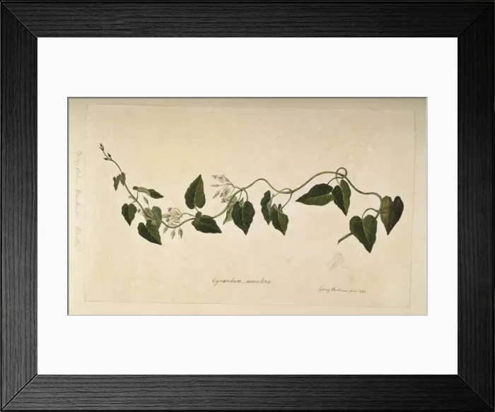 Framed Print : Oxypetalum banksii Framed Print : Oxypetalum banksii