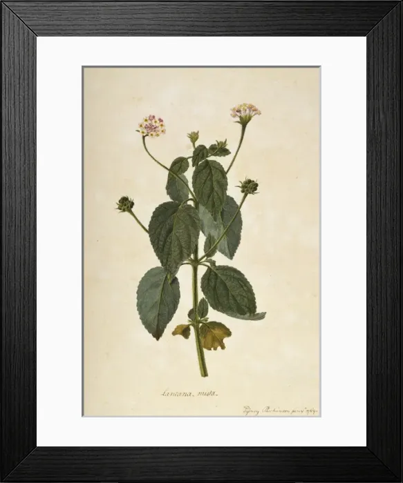 Framed Print : Lantana mista Framed Print : Lantana mista