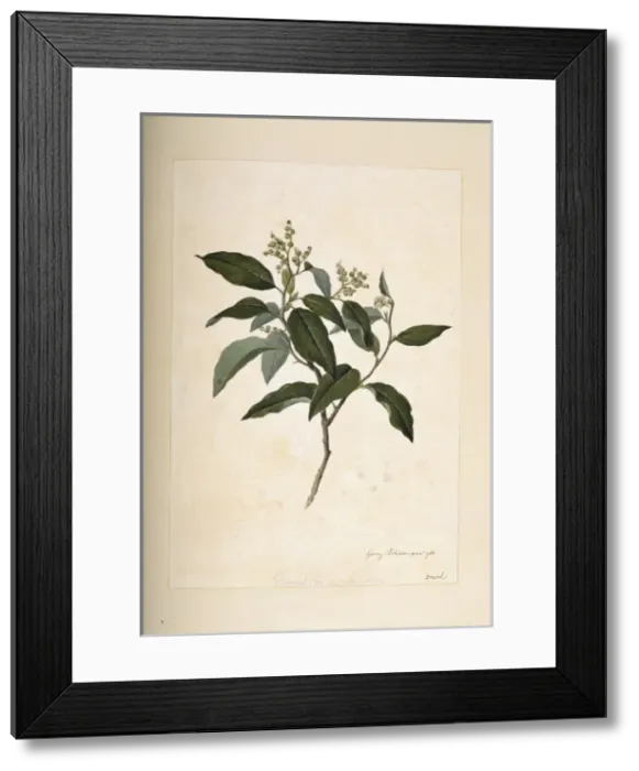 Framed Print : Tournefortia paniculata Framed Print : Tournefortia paniculata