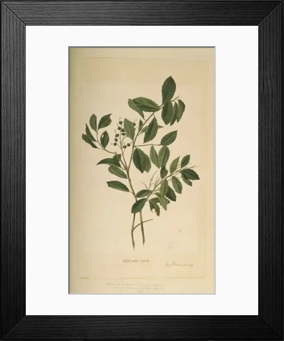 Framed Print : Alchornea triplinervia Framed Print : Alchornea triplinervia