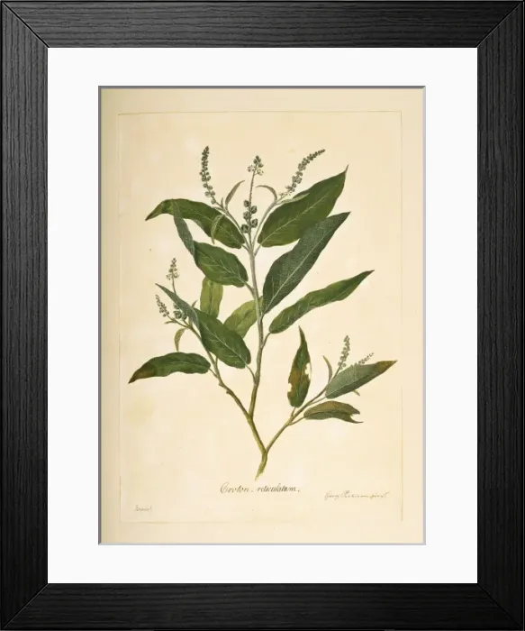 Framed Print : Croton compressus Framed Print : Croton compressus